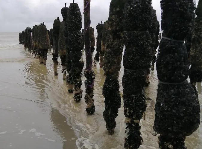 Apartment Le Cocon Des Dunes *